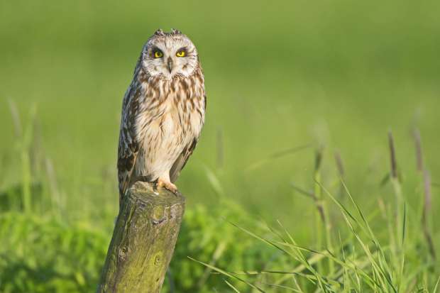 60 broedende velduilen in Friesland