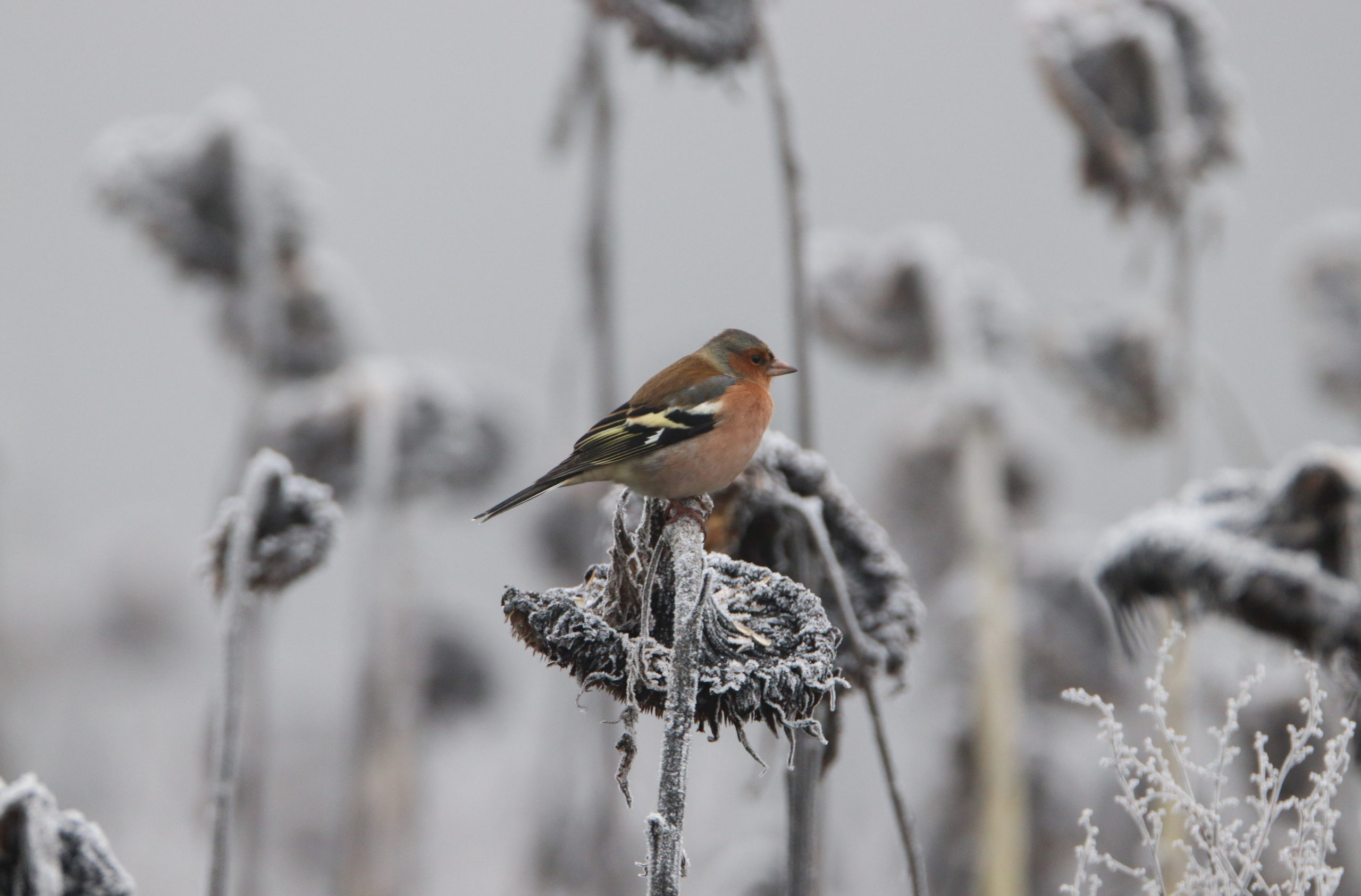 De 10 meest voorkomende vogels in Nederland