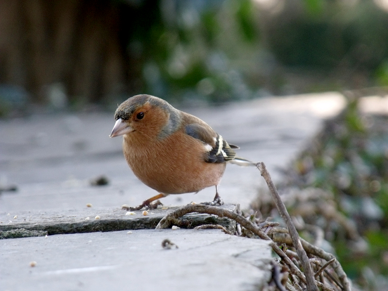 Vink