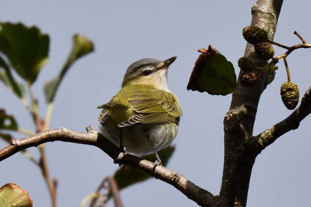 Zeldzame roodoogvireo op Texel