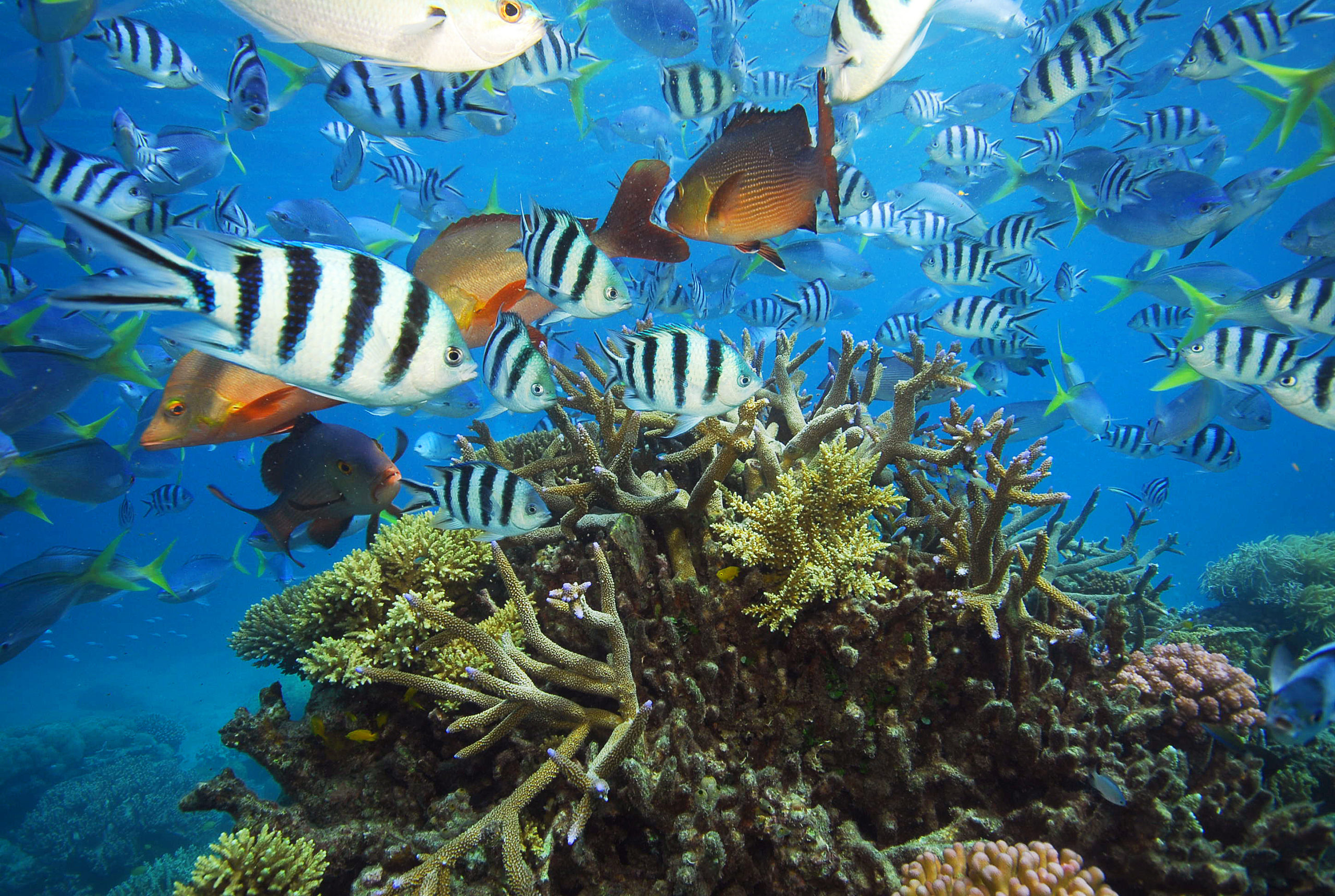 Variety of fish swimming in the Great Barrier Reef.