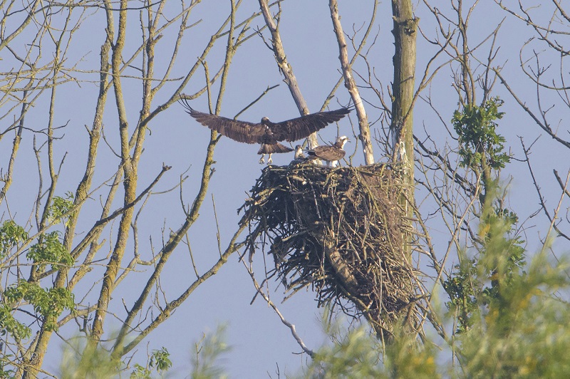 Visarend;Osprey;Pandion haliaetus;