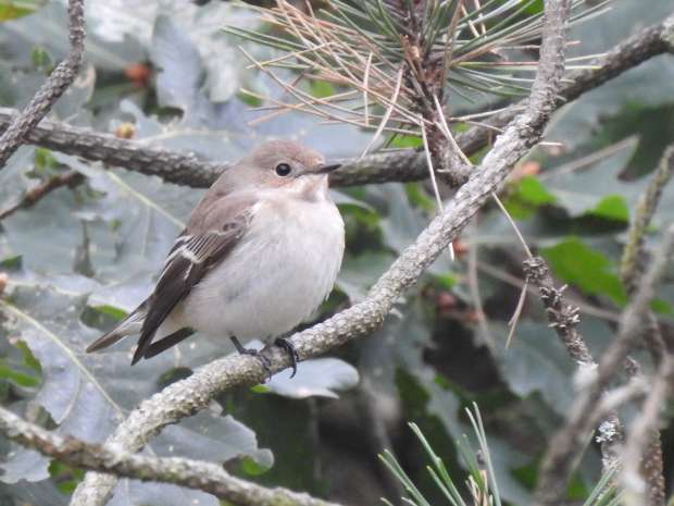 Vogelrijk Roots-weekend naar Texel