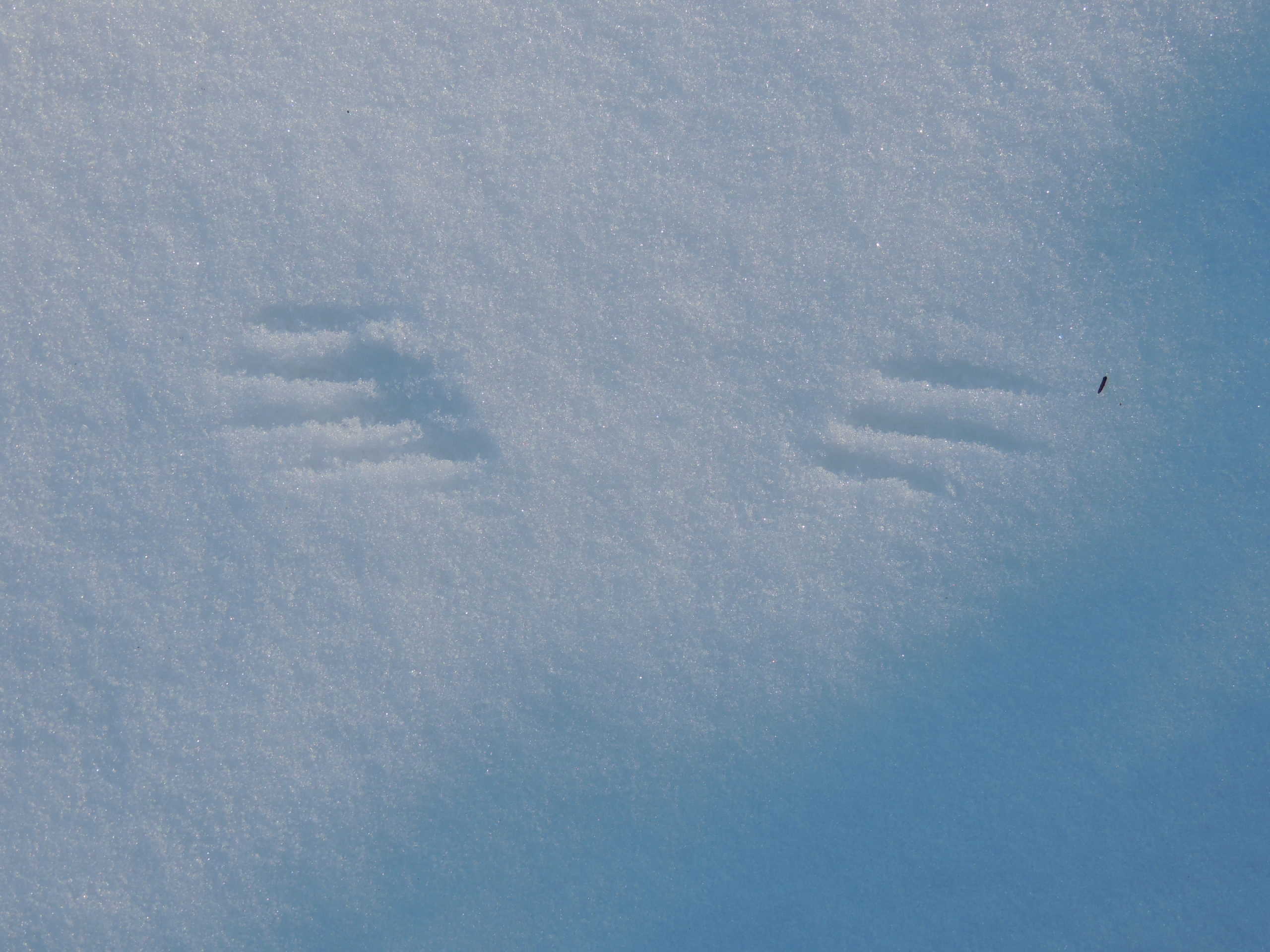 Diersporen in de sneeuw