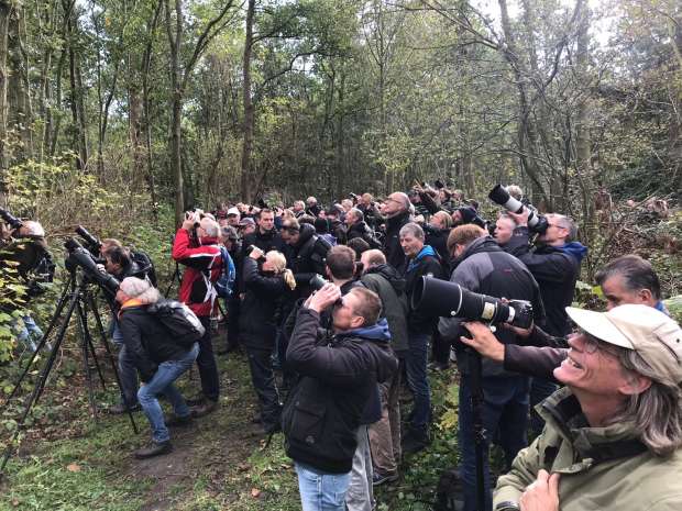 Zeldzame roodoogvireo op Texel