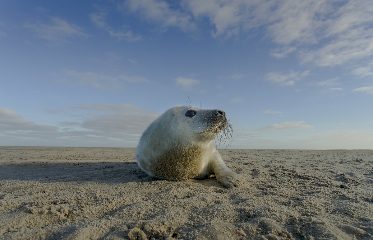 filmweekend Vlieland