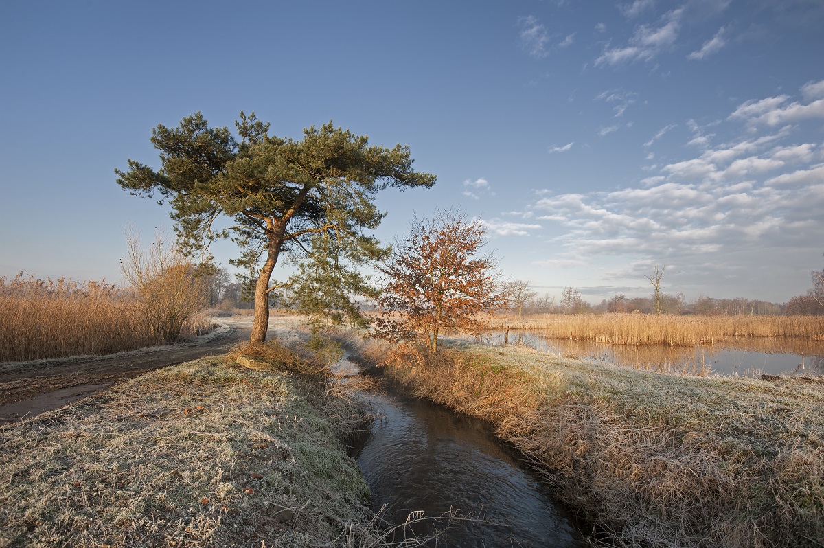 De Wijers