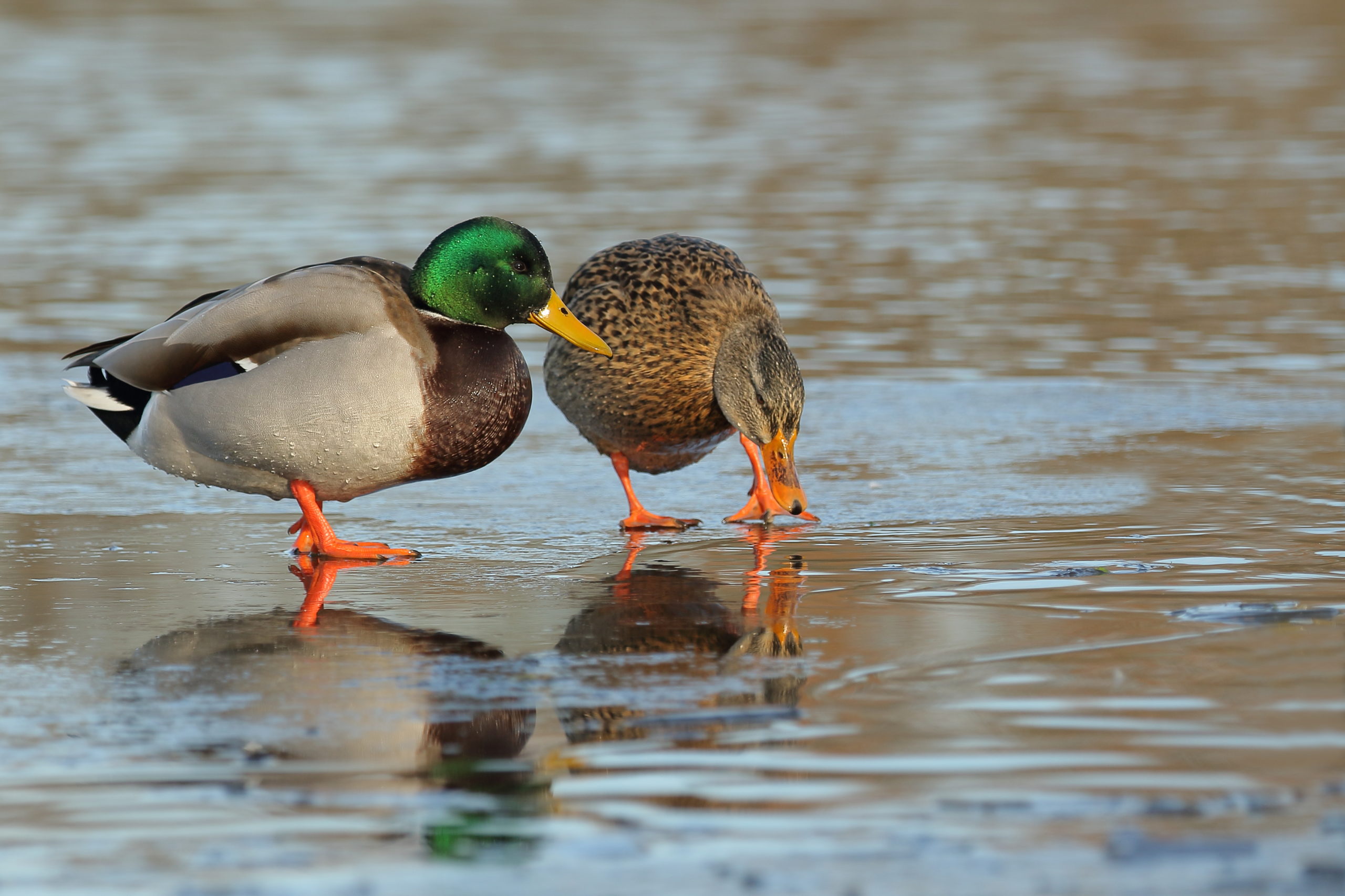 De 10 meest voorkomende vogels in Nederland