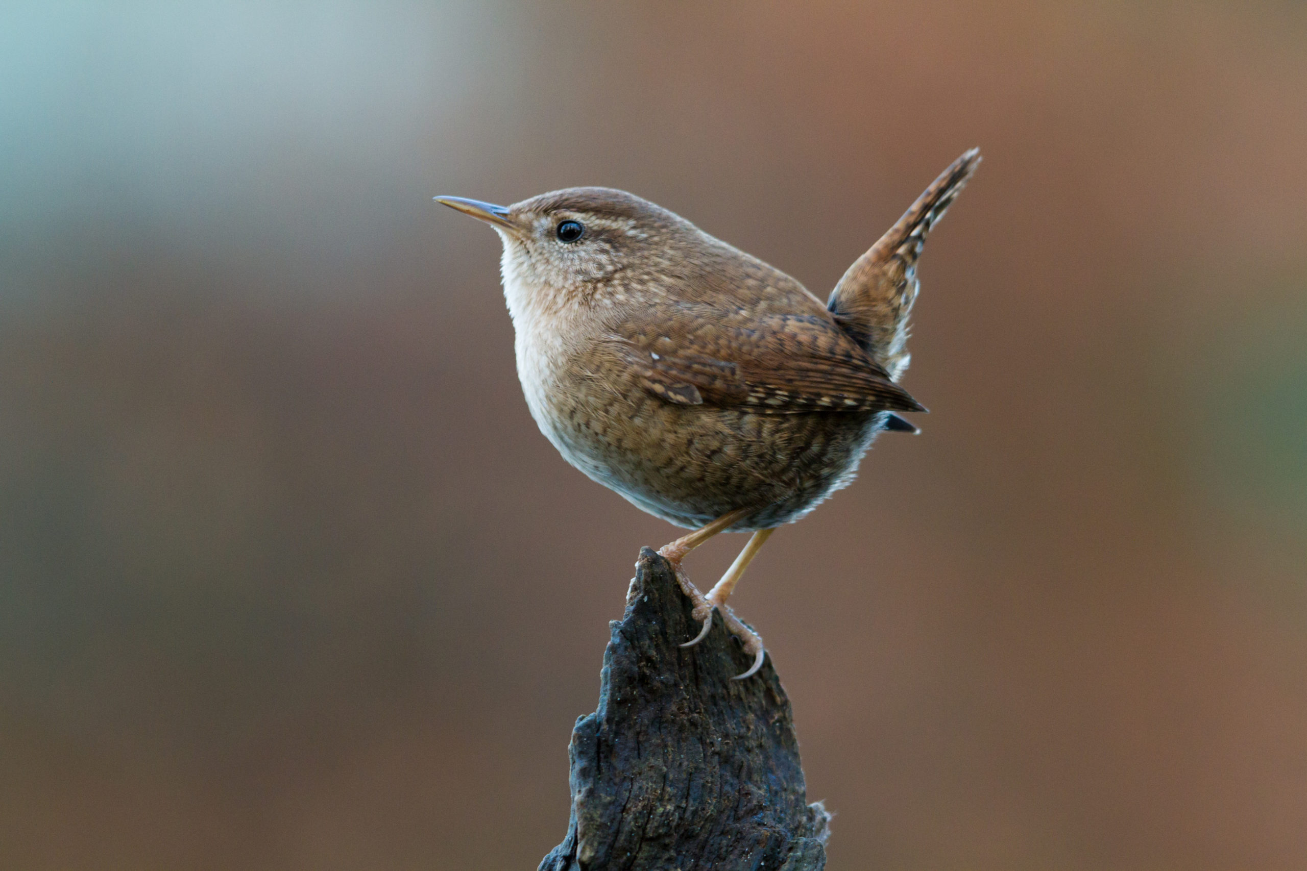 De 10 meest voorkomende vogels in Nederland