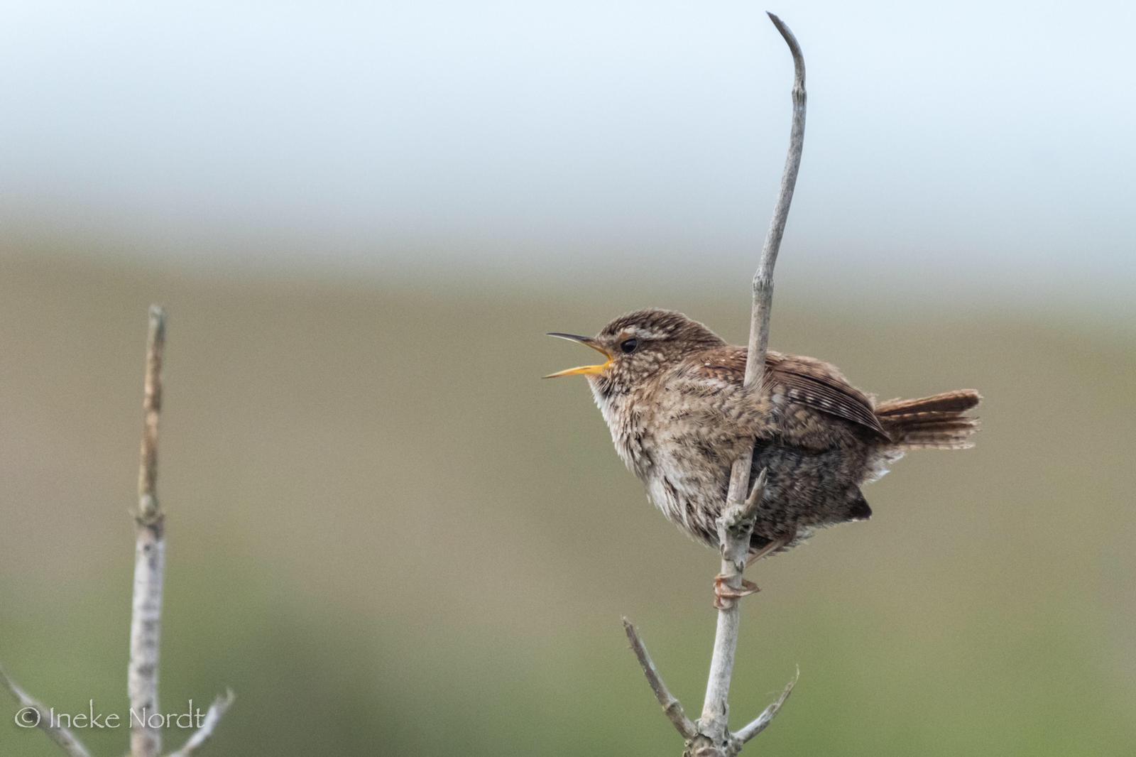 120 vogelsoorten op Texel