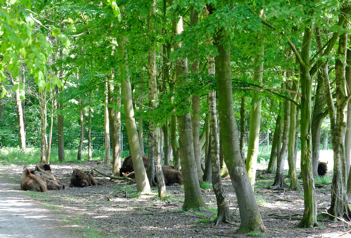 Natuurpark Lelystad