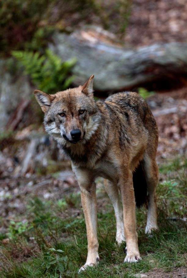 Door de ogen van de wolf