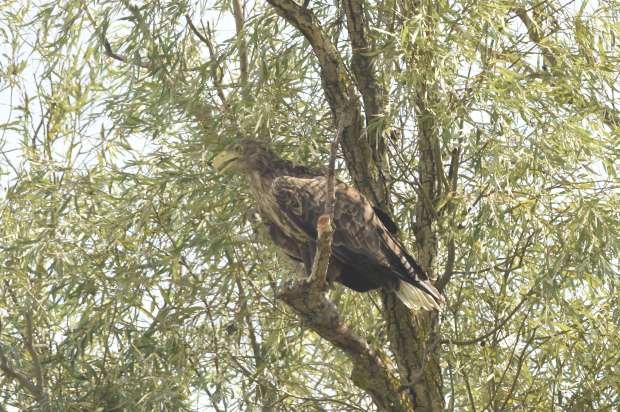 Vogels kijken op de Donau