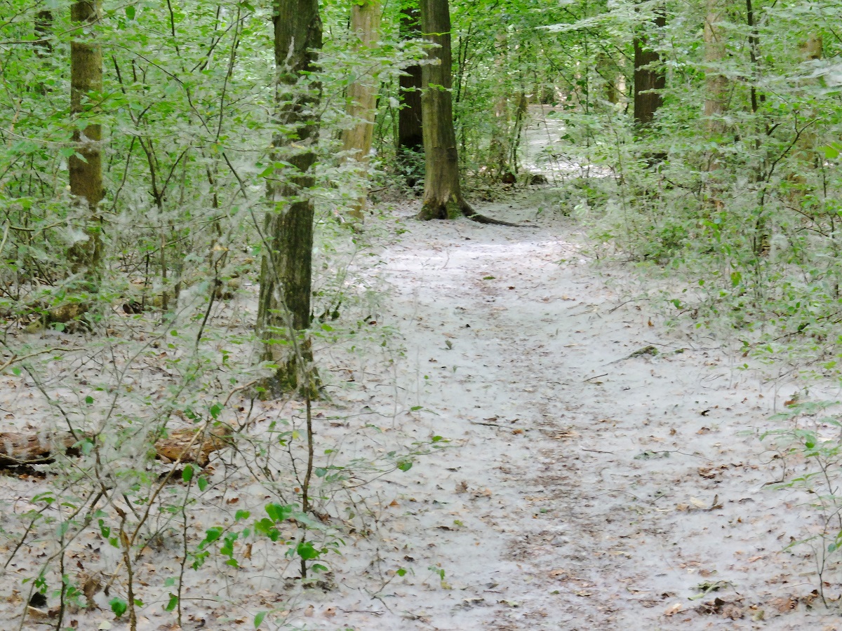 zomersneeuw