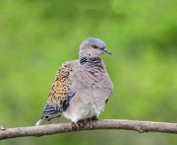 Nieuwe Vogelatlas