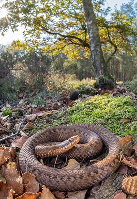 adders