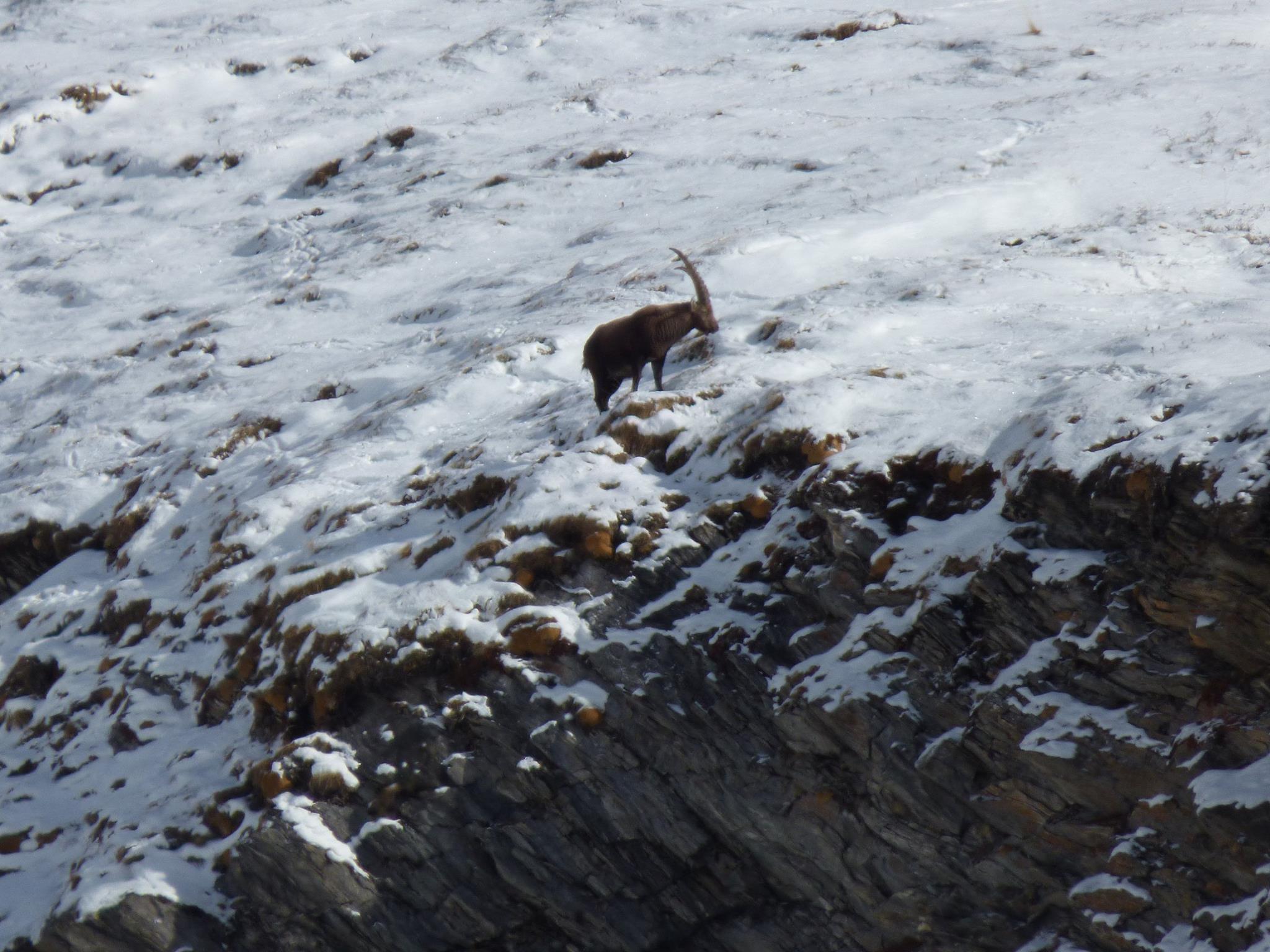 alpensteenbok