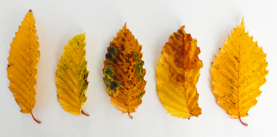 bladeren beuk in herfstkleuren