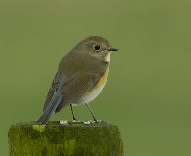 Dutch Birding vogelweekend
