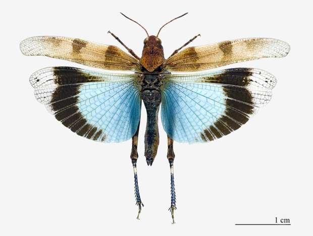 Vliegende blauwvleugelsprinkhaan