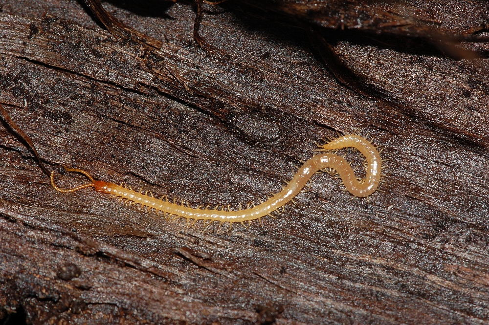 Bruine aardkruiper