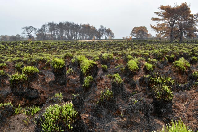 De Biezenakker waar de grassprieten alweer 10 cm hoog staan