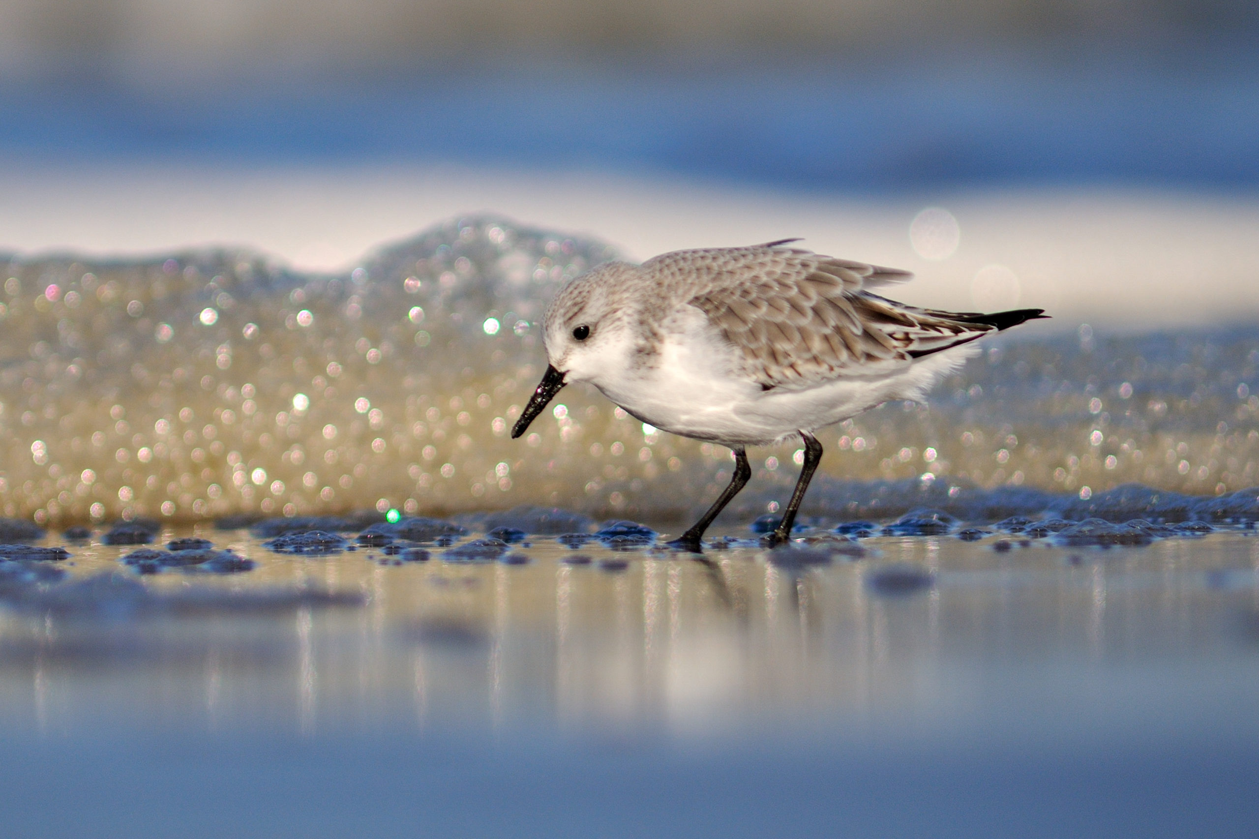 drieteenstrandlopers