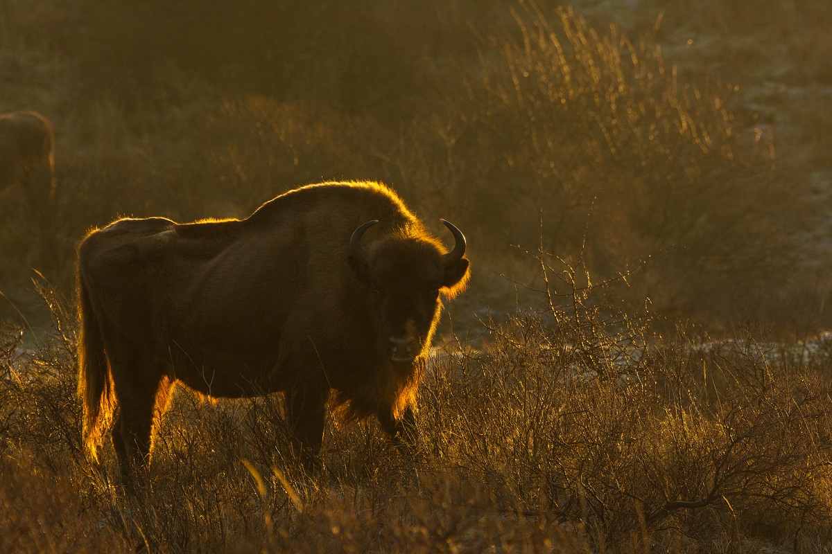 wisent