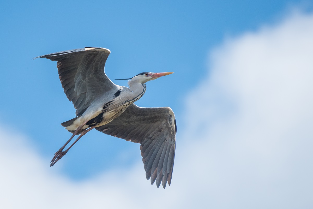 blauwe reiger