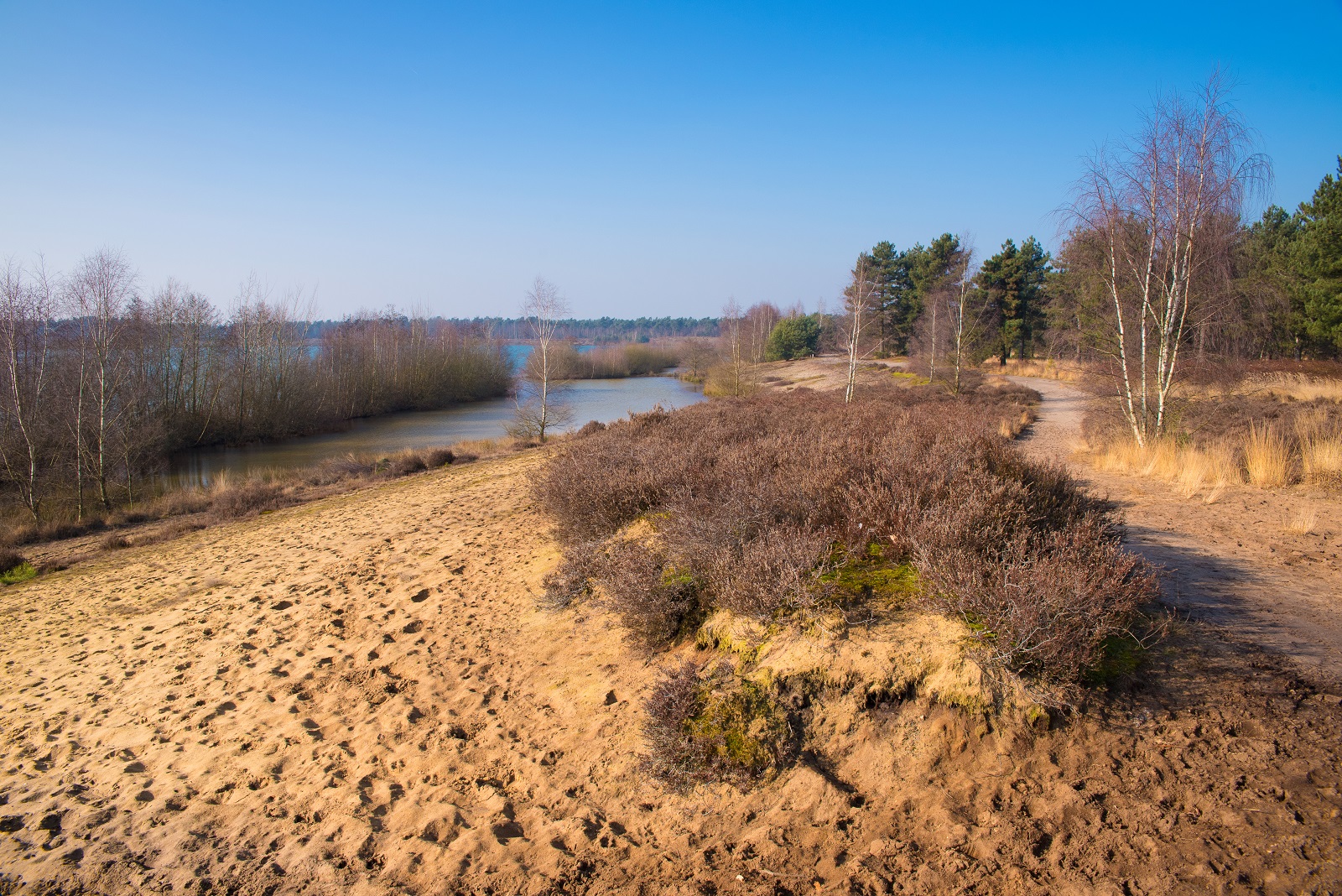 Maasduinen