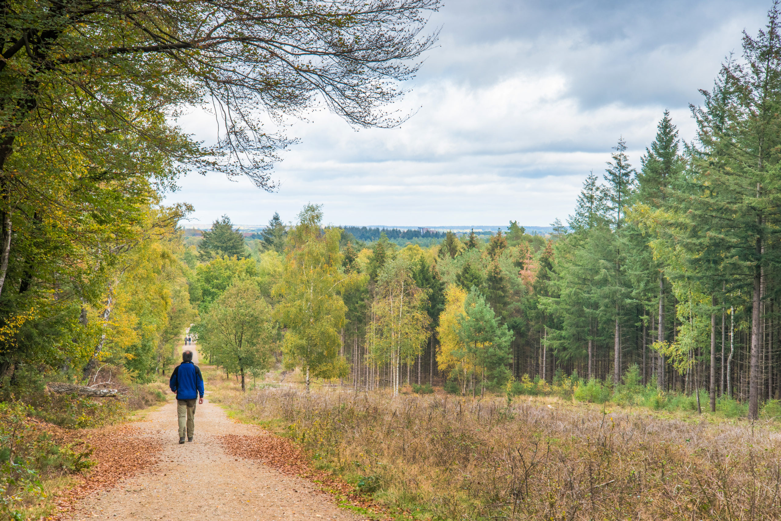 Amerongse Bos