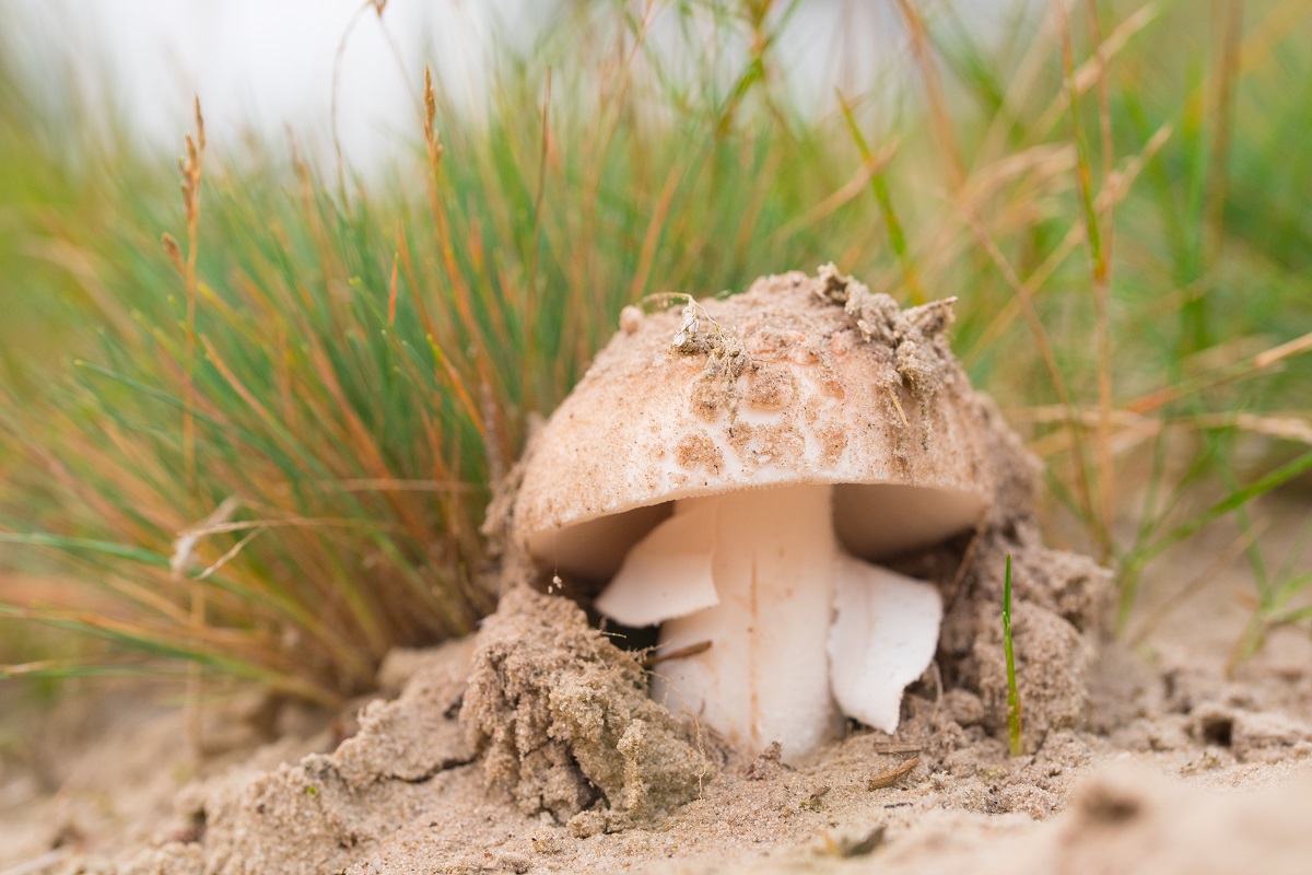 Soester Duinen