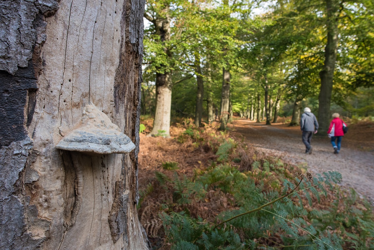 Twee wandelaars maken een boswandeling