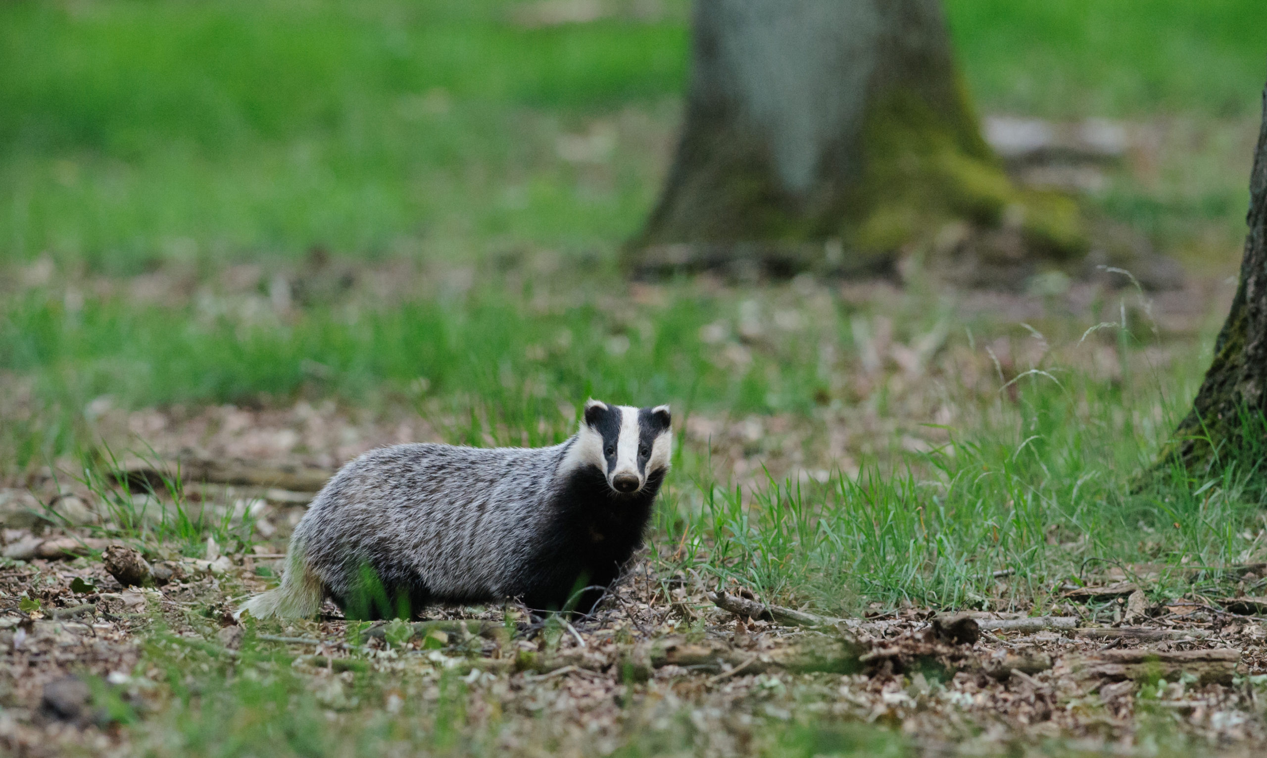 European badger (Meles meles)