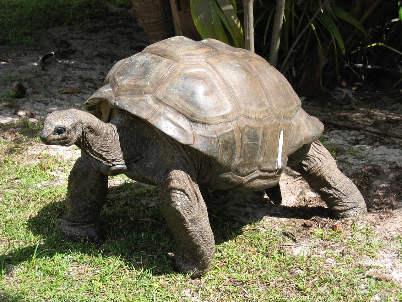 reuzenschildpad