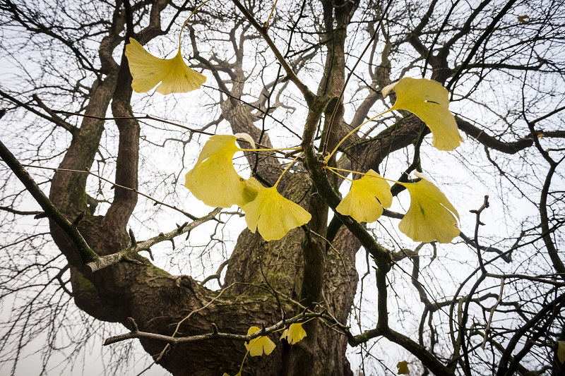ginkgo