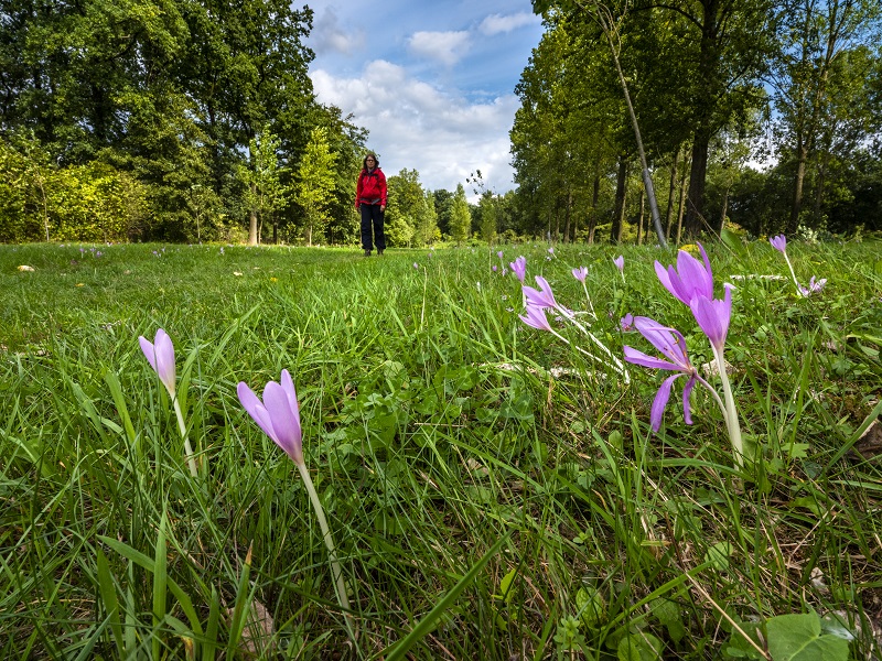 De plateaux-hageven