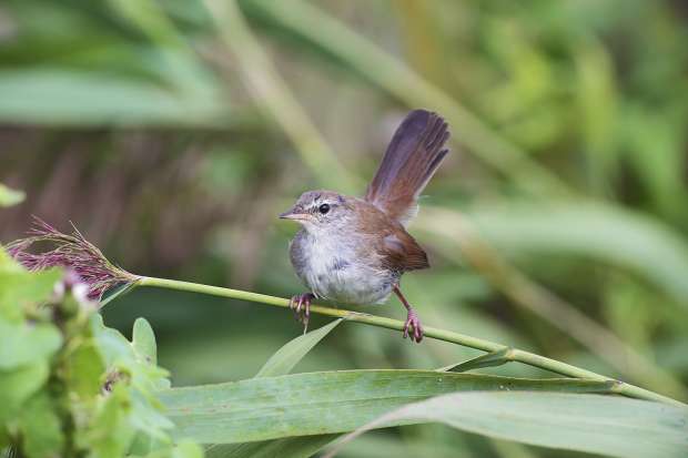 Najaarseditie Roots Vogelmagazine is uit