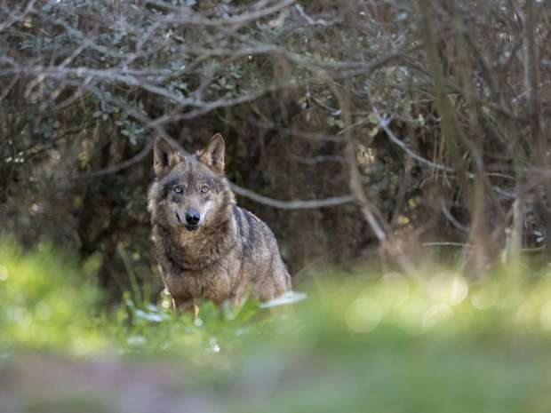 Natuurfilms voor thuis