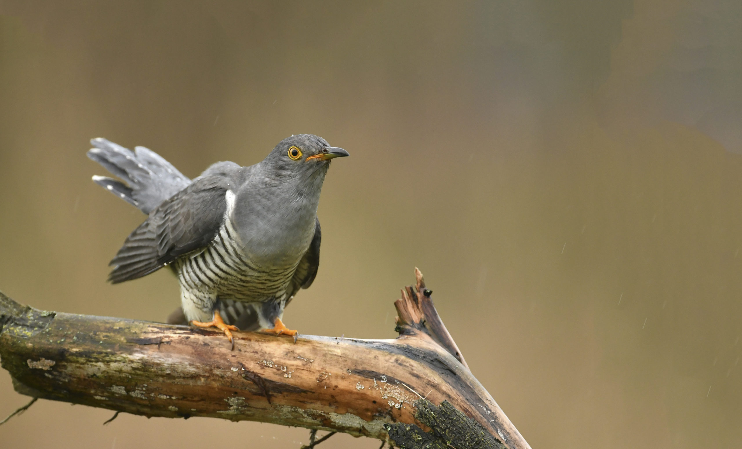 Roots vogelweekend op Texel