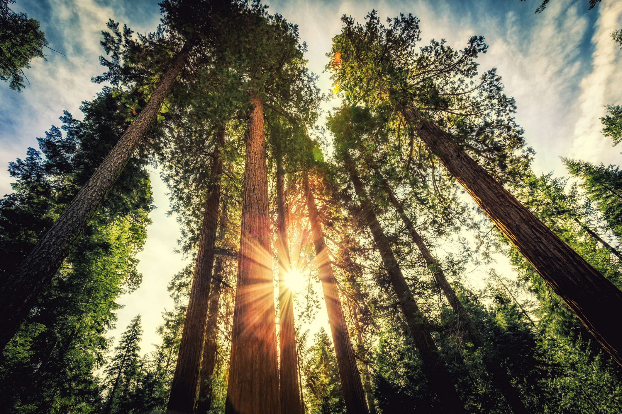 De 10 hoogste bomen van de wereld