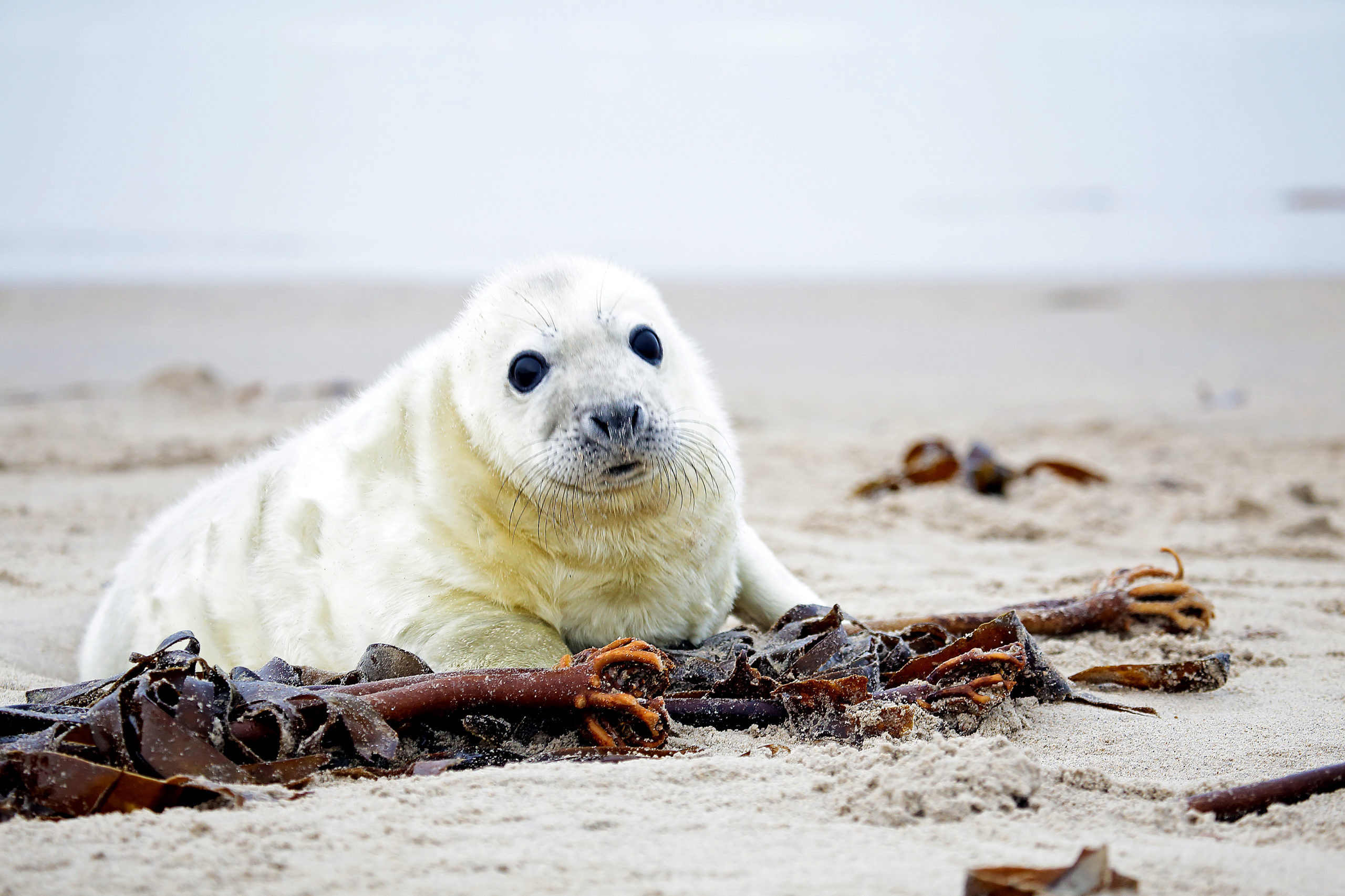 Pup van grijze zeehond op het strand