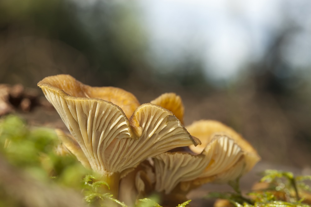 Winter mushroom (Cantharellus tubaeformis)