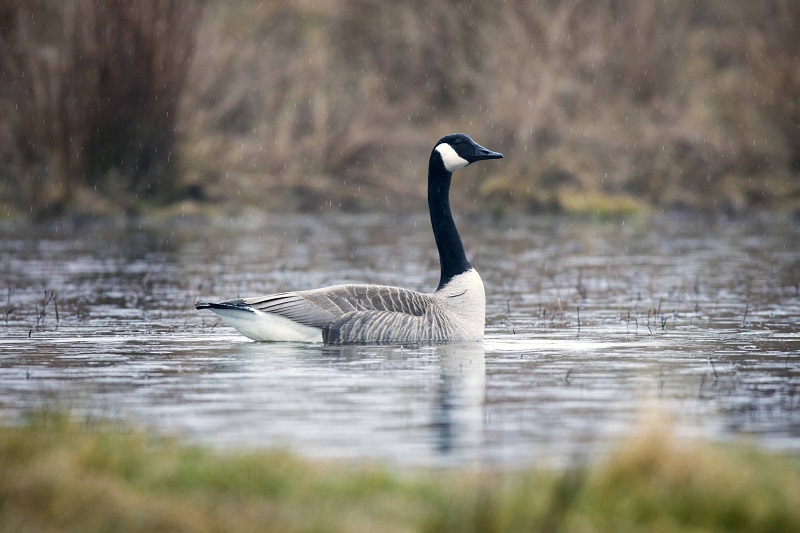 Canadese gans