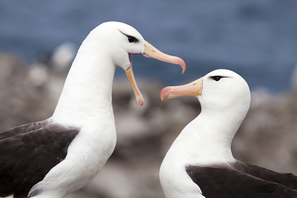 vogels ruiken