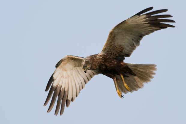 Vogelhotspot en Dark Sky Park Lauwersmeer