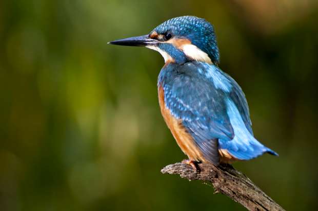 IJsvogel op een tak