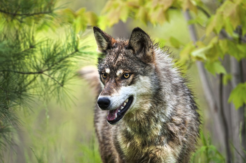 Gray wolf, tucked in deep foliage of Northern Minnesota.