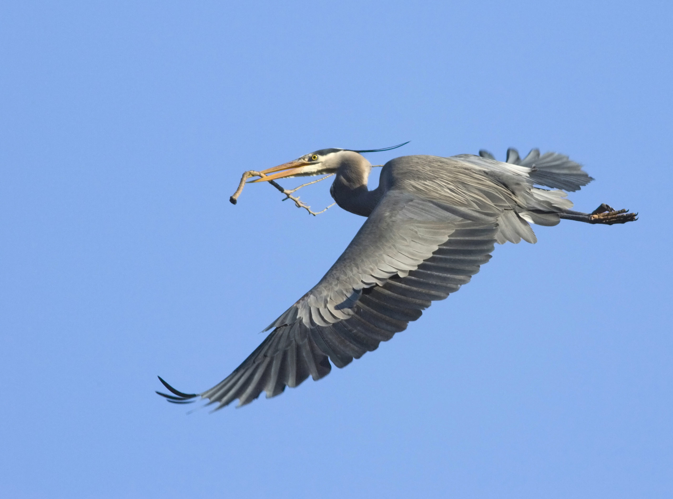 blauwe reiger