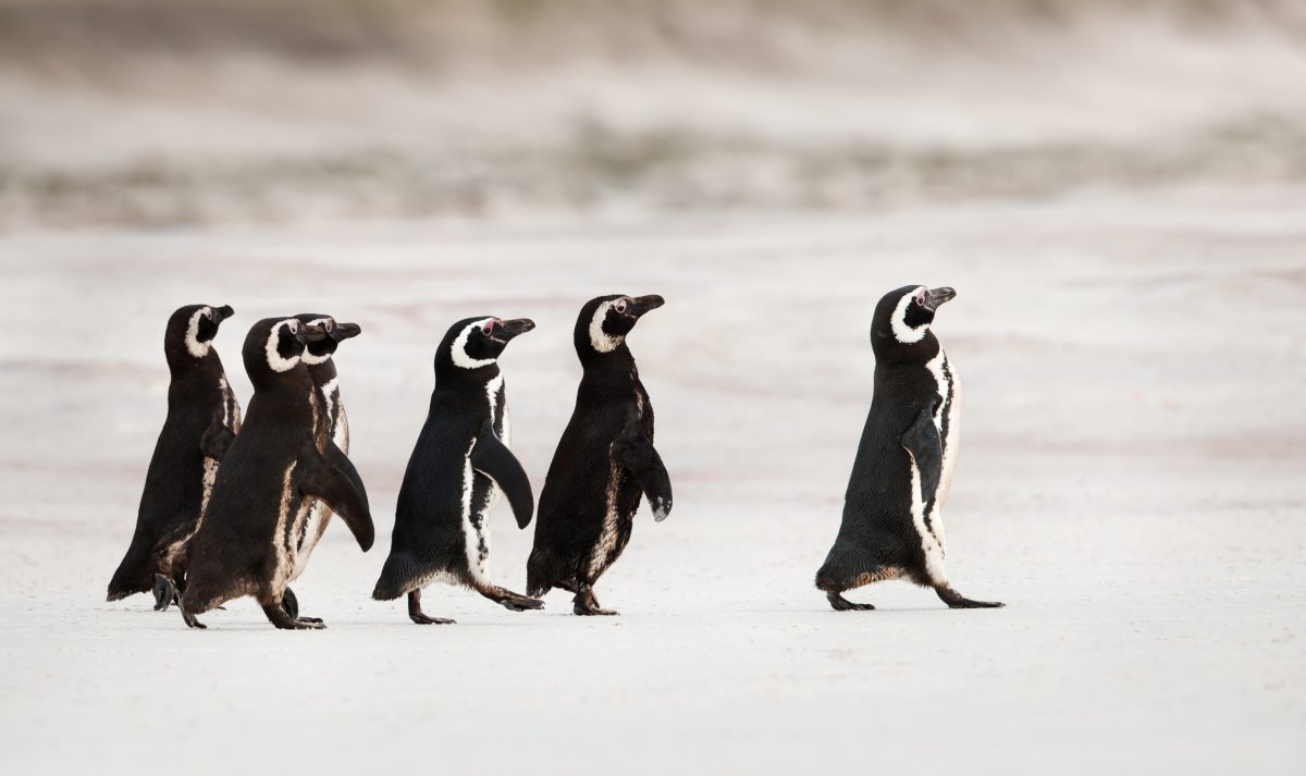 Magellanic penguins